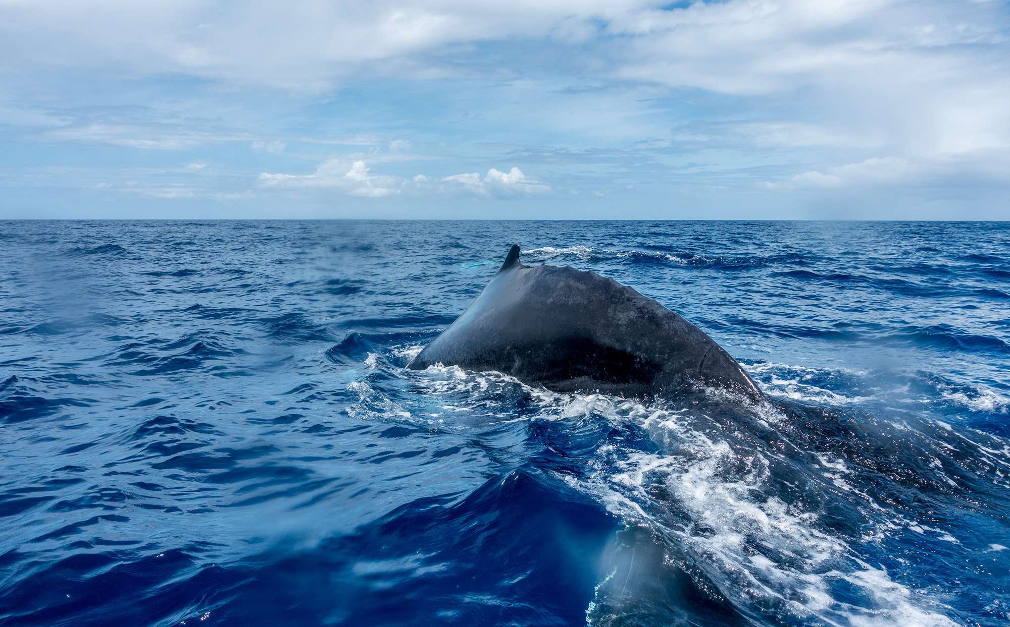 La ballena jorobada en el borde de Deshaies en Guadalupe