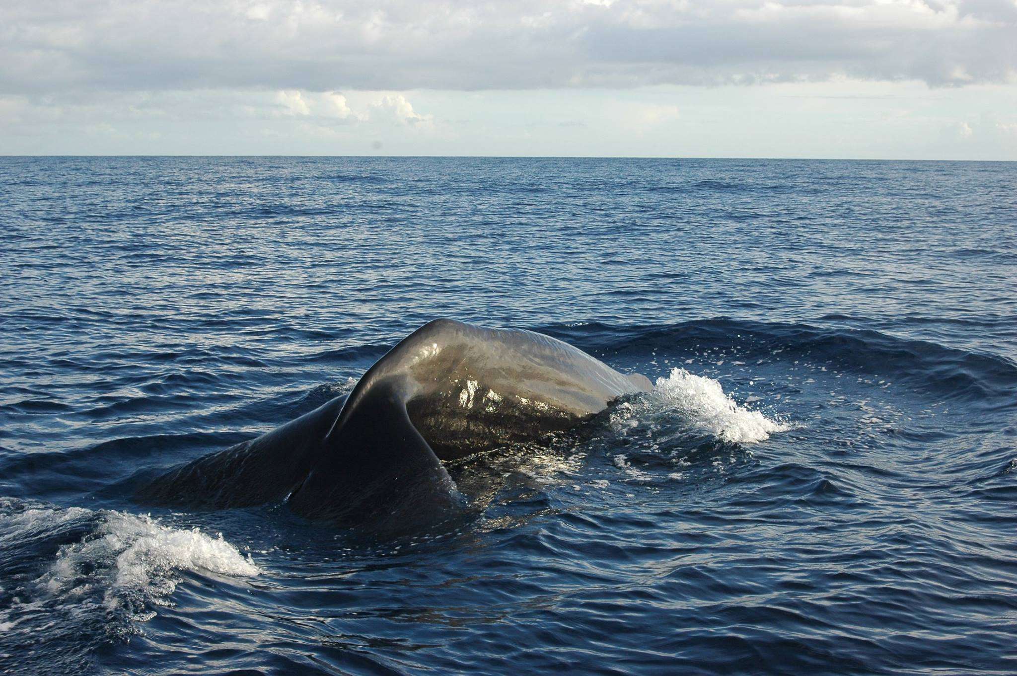 sperm whale calamity-guadeloupe-1