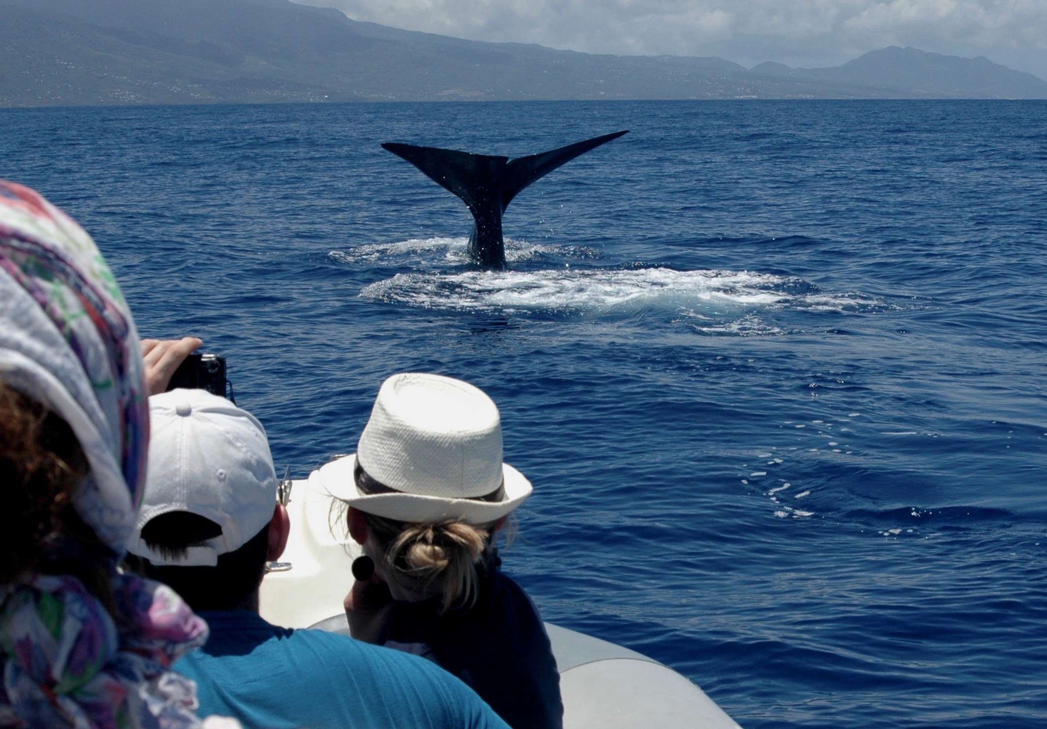 sperm whale-probe-guadeloupe-1