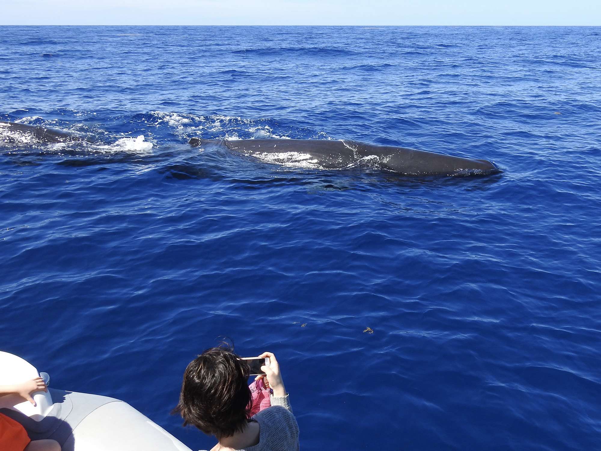 sperm whales-seen-from-a-boat-guadeloupe-1