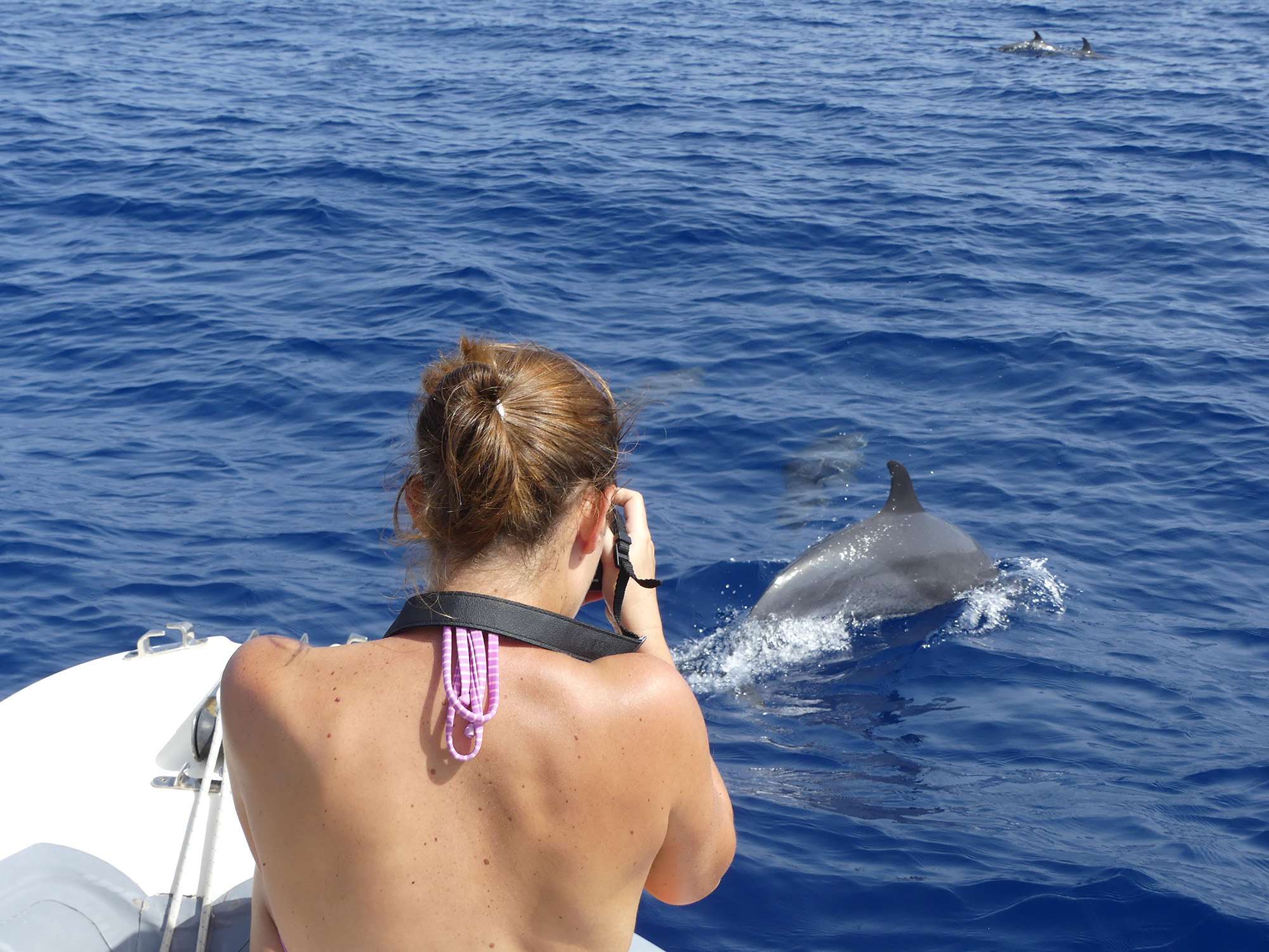 observation_dauphins_14