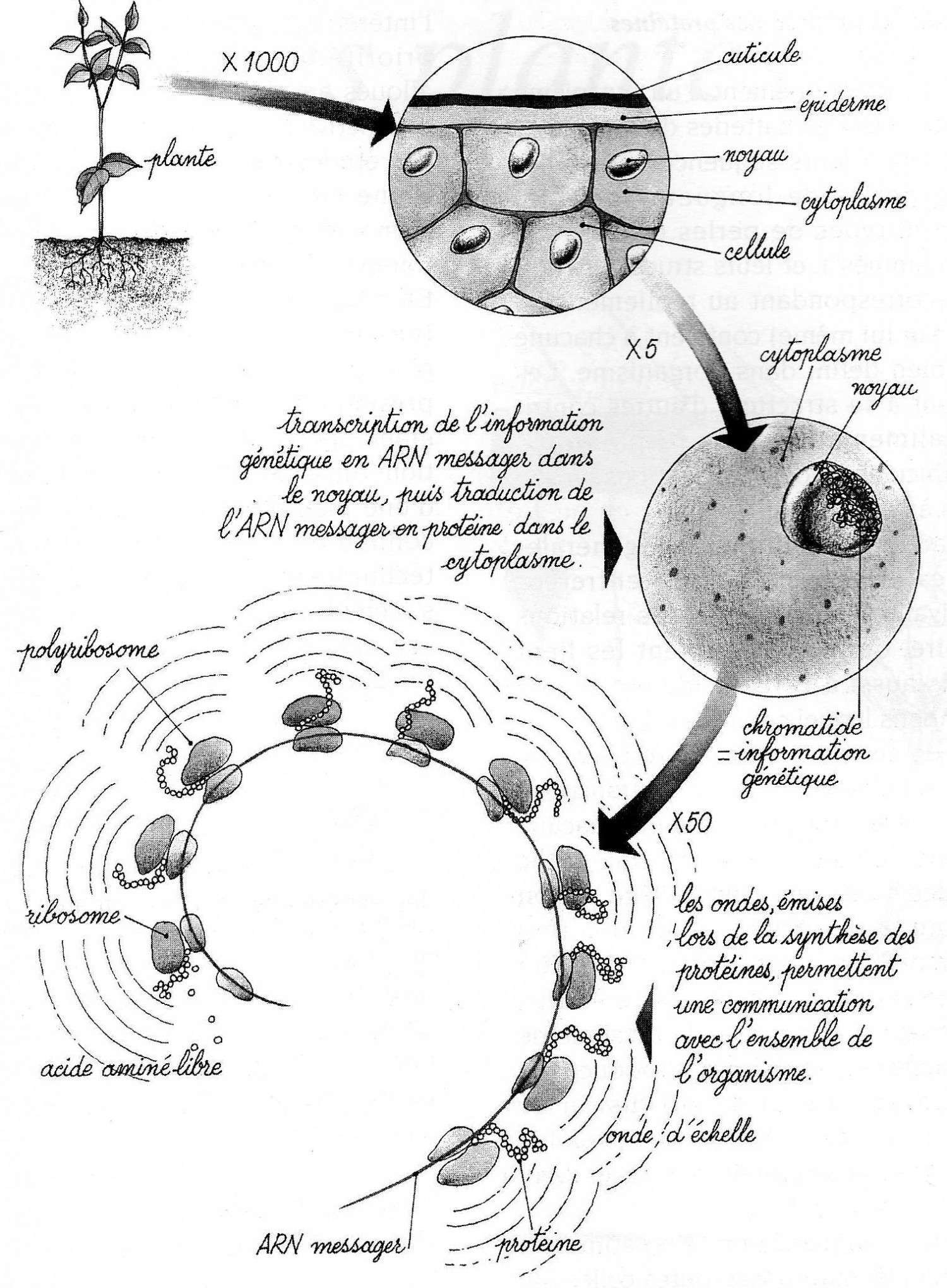 investigación-esqueleto-ballena-proyecto-1 investigación-esqueleto-ballena-proyecto-1
