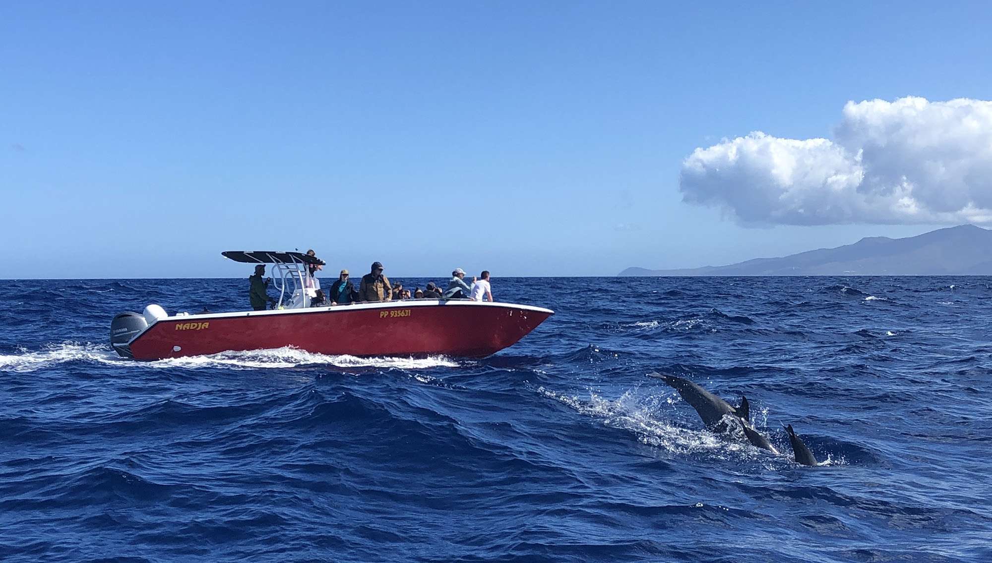 shelltone-ballena-proyecto-guadalupe-barco-observación-053