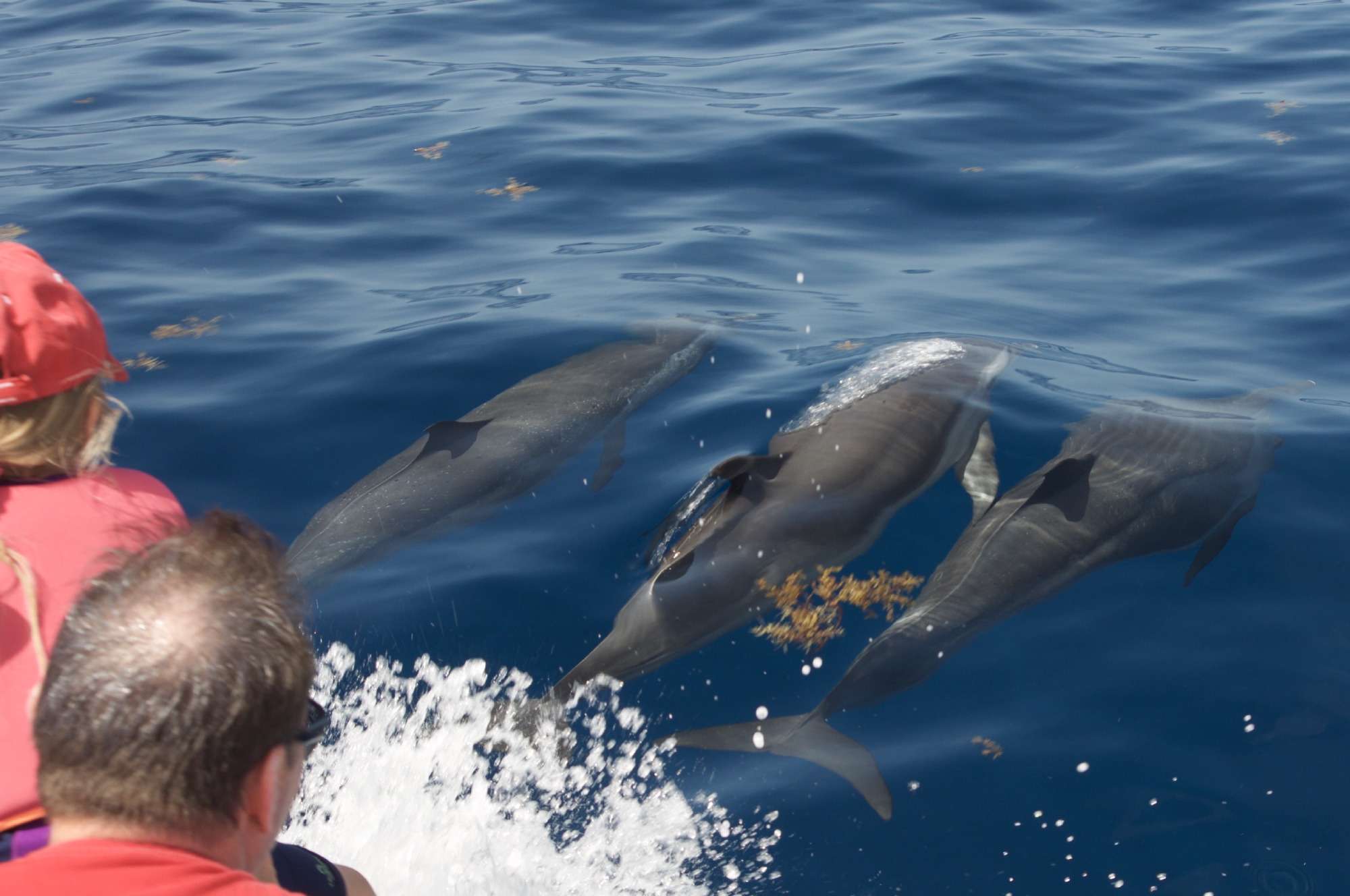 Dolphins swim alongside the Shelltone Whale Project boat
