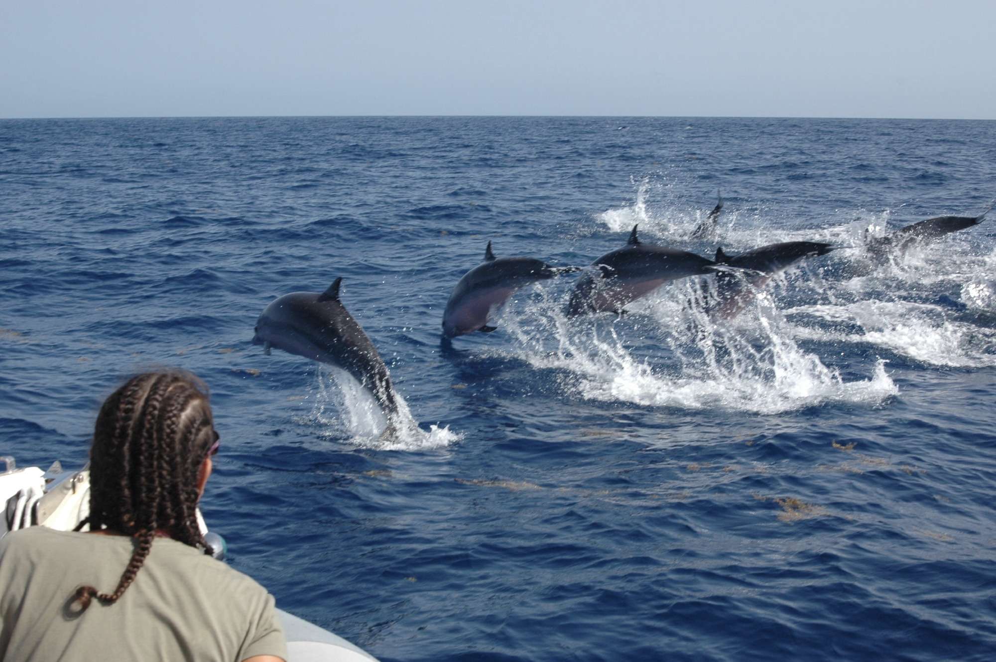 Des dauphins sautent en dehors de l'eau avec Shelltone Whale Project