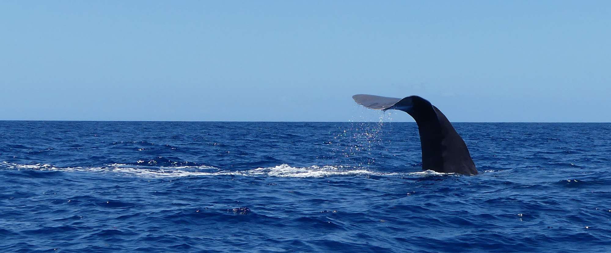 observation-sperm whales-guadeloupe-shelltone-1 observation-sperm whales-guadeloupe-shelltone-1