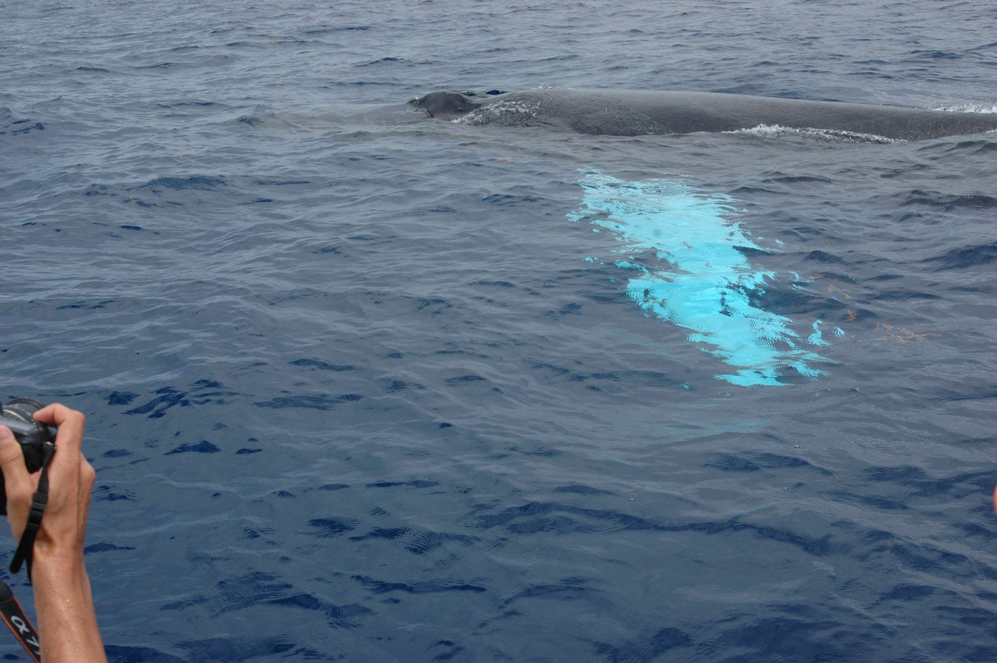 observer-whale-guadeloupe-sort-sea-1