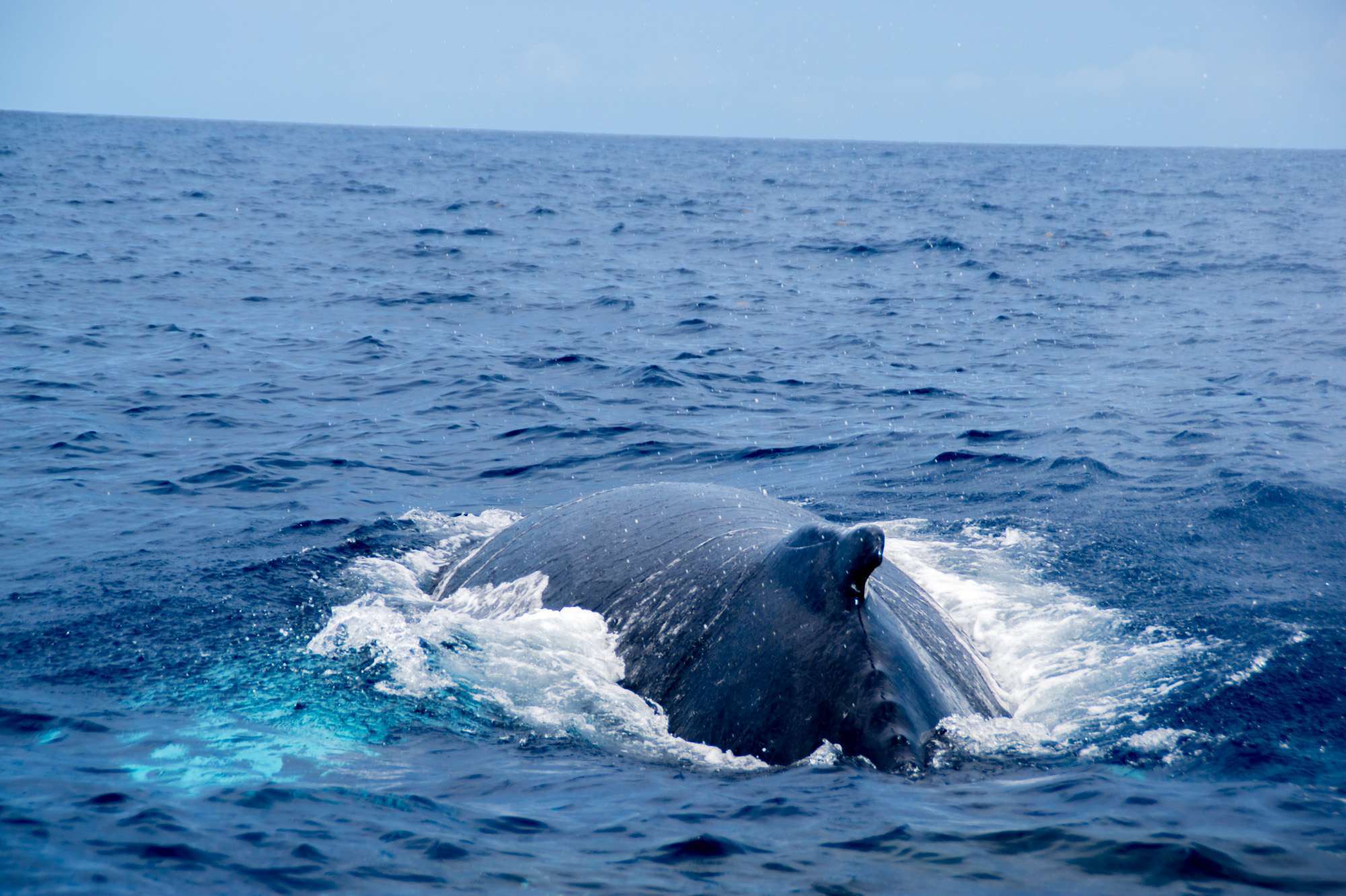 observer-whale-guadeloupe-sort-sea-10