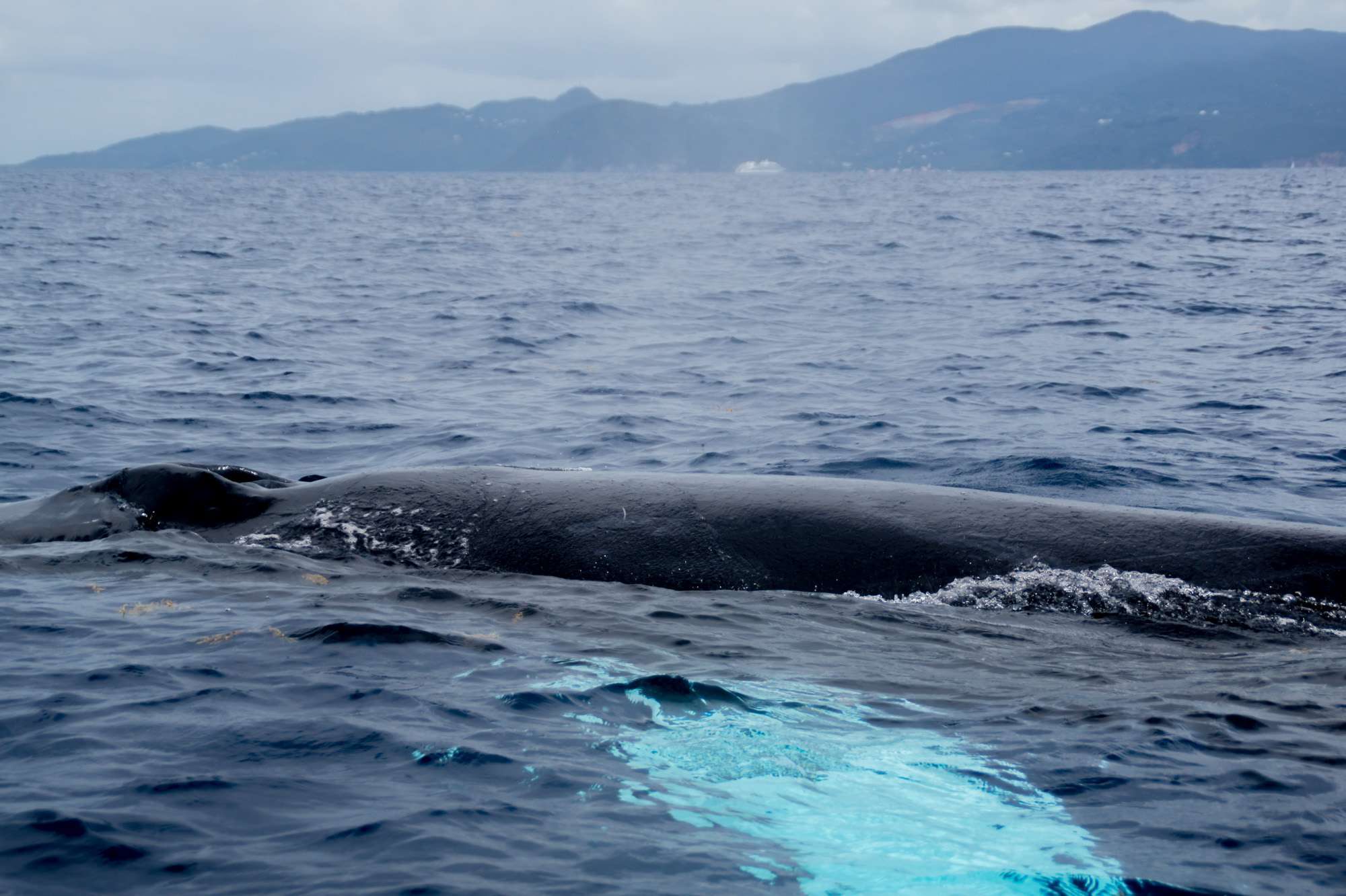 observer-baleine-guadeloupe-sortie-mer-11