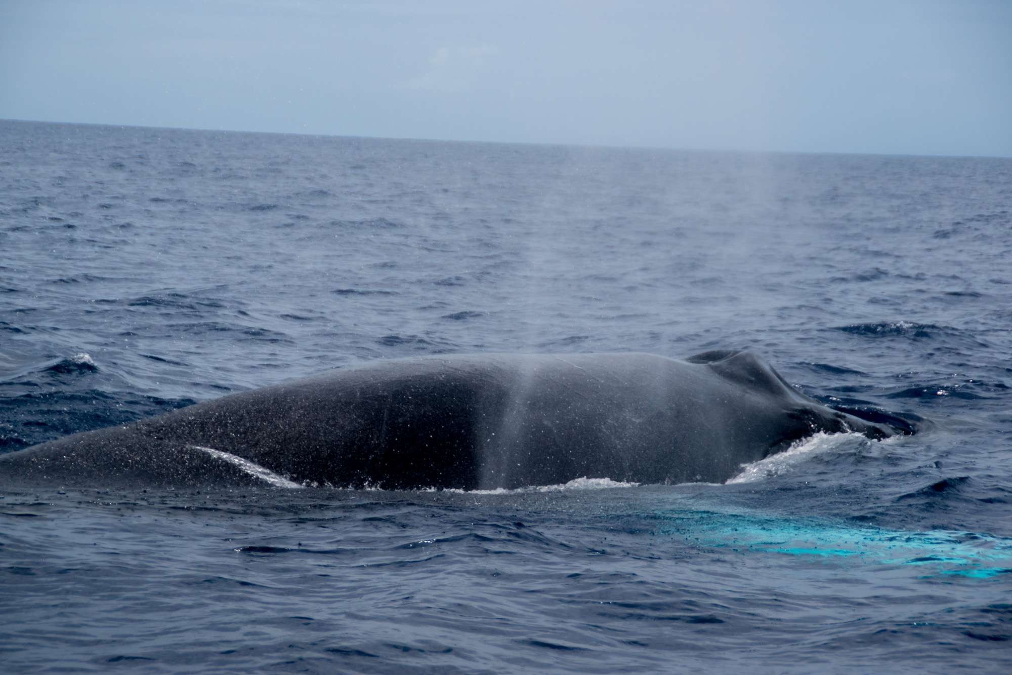 observer-baleine-guadeloupe-sortie-mer-12