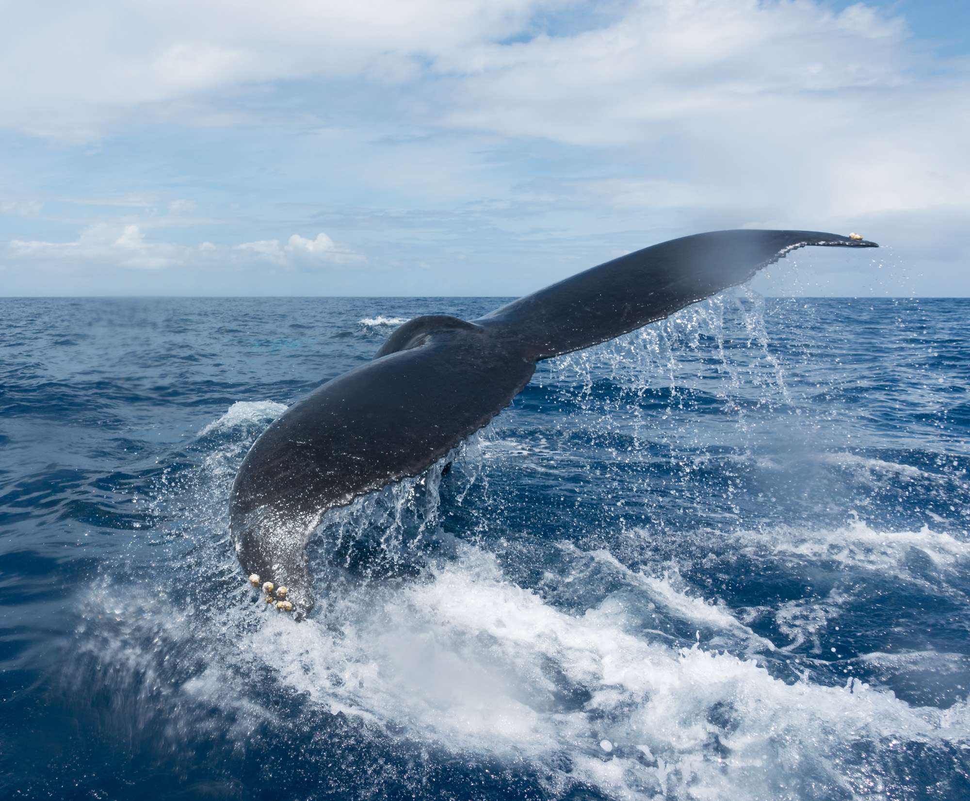 observer-baleine-guadeloupe-sortie-mer-14