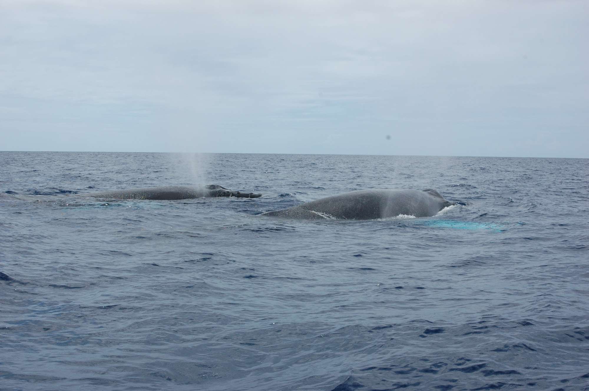 whale-watch-guadeloupe-sort-sea-2