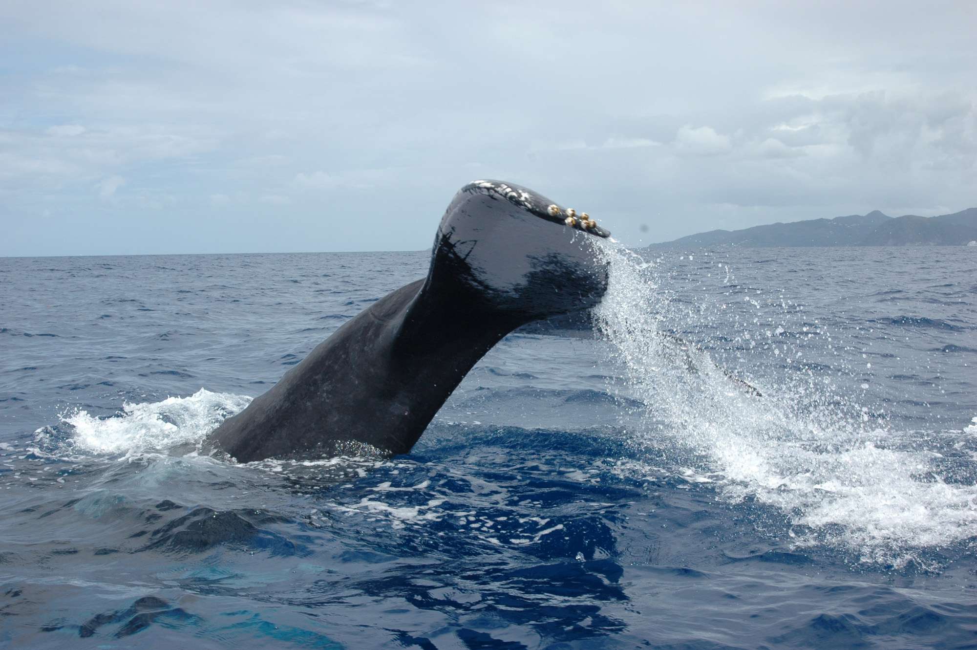 whale-watch-guadeloupe-sort-sea-3