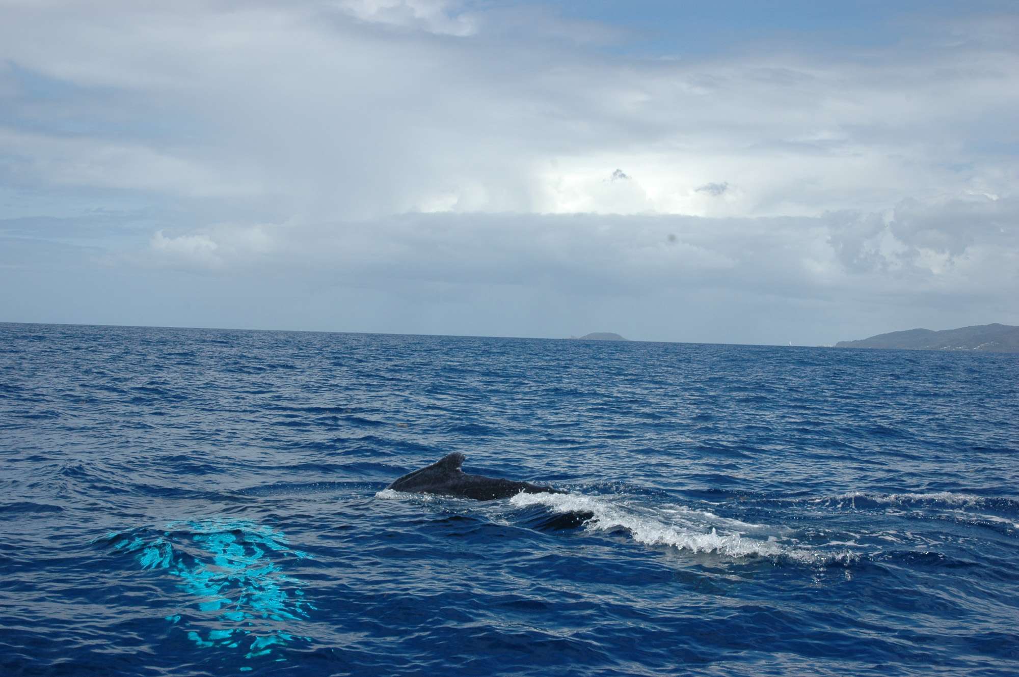 whale-watch-guadeloupe-sort-sea-4