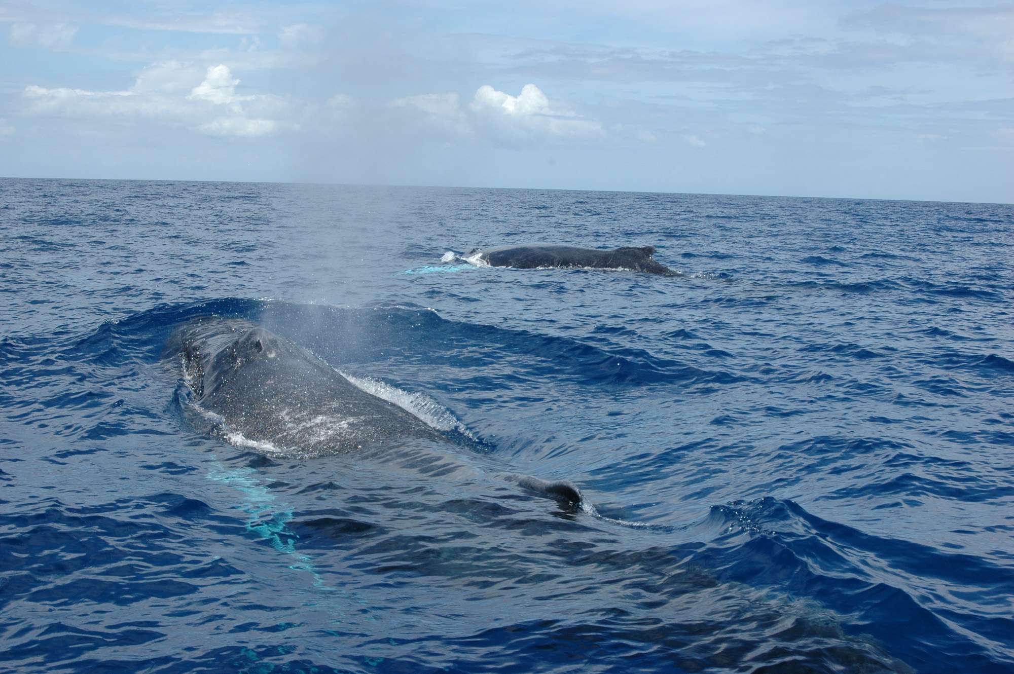 whale-watch-guadeloupe-exit-sea-5