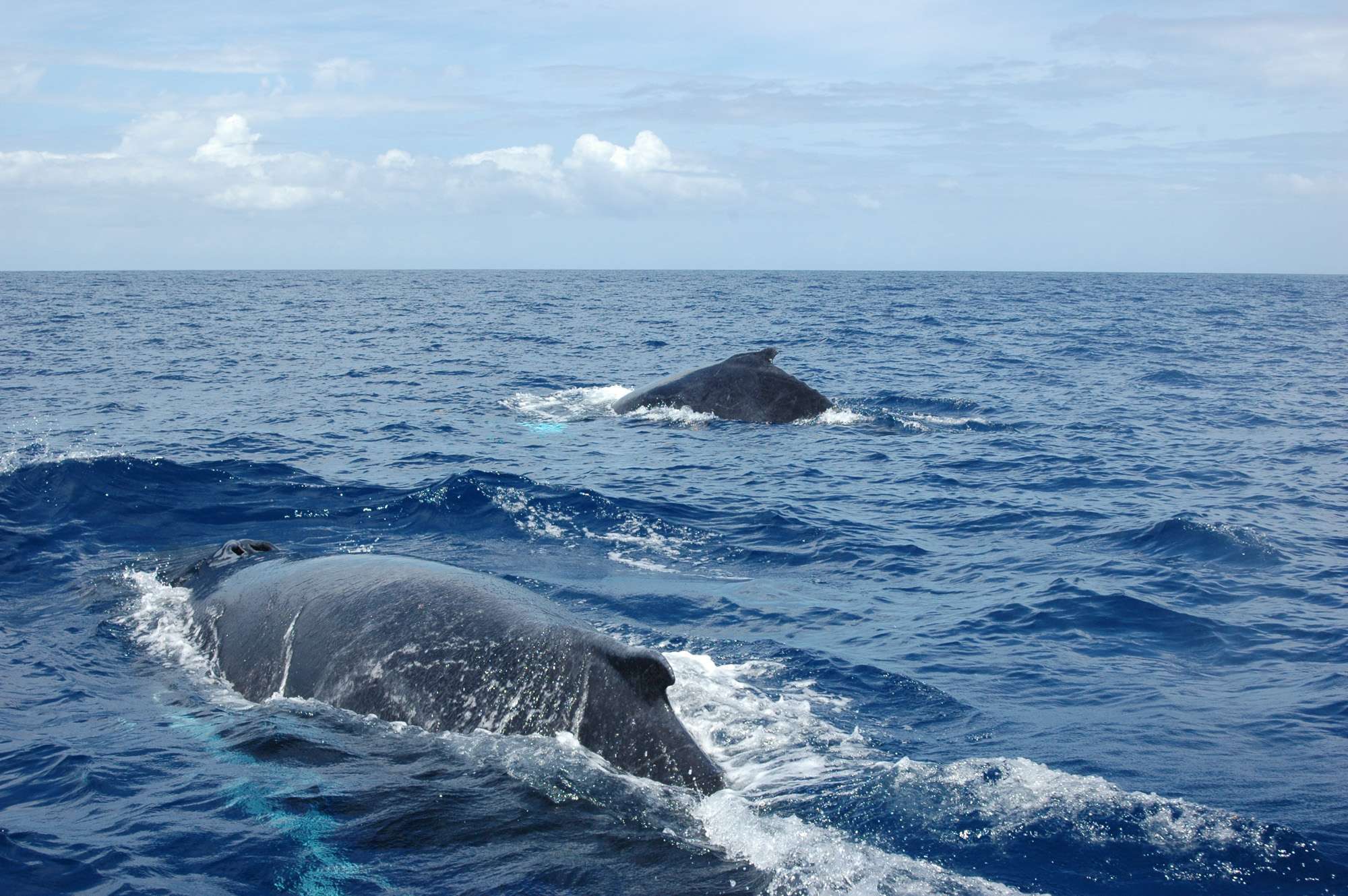 observer-whale-guadeloupe-sort-sea-6