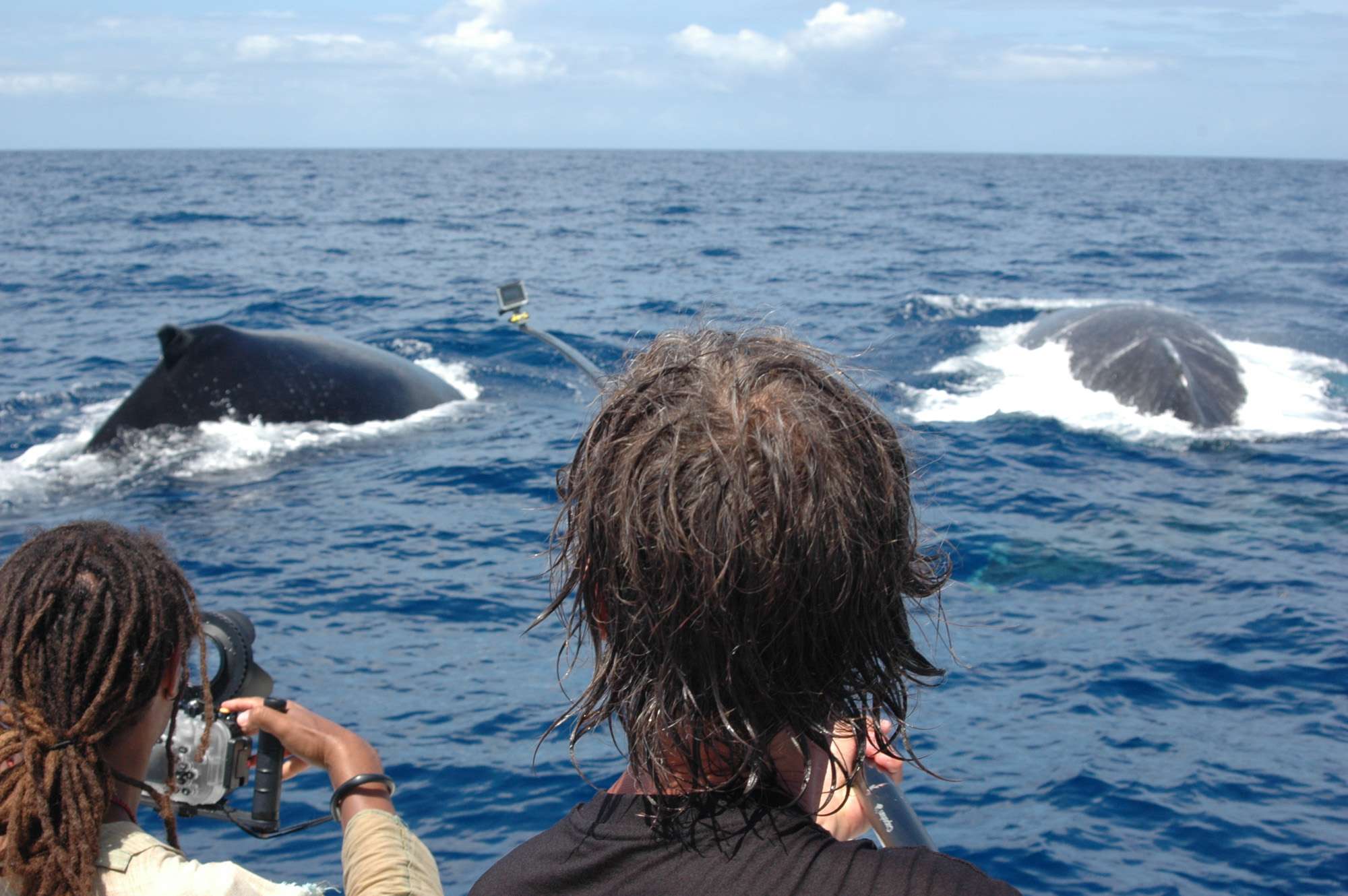 observer-whale-guadeloupe-sort-sea-7