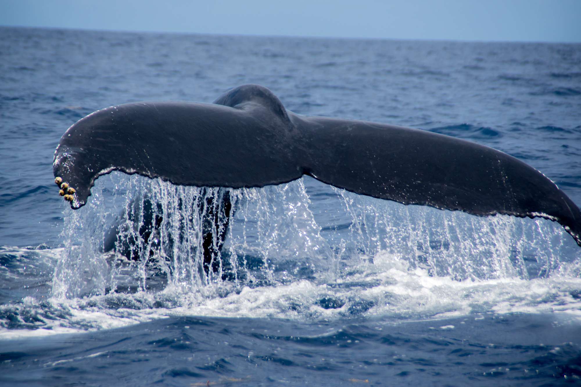 observer-whale-guadeloupe-sort-sea-8