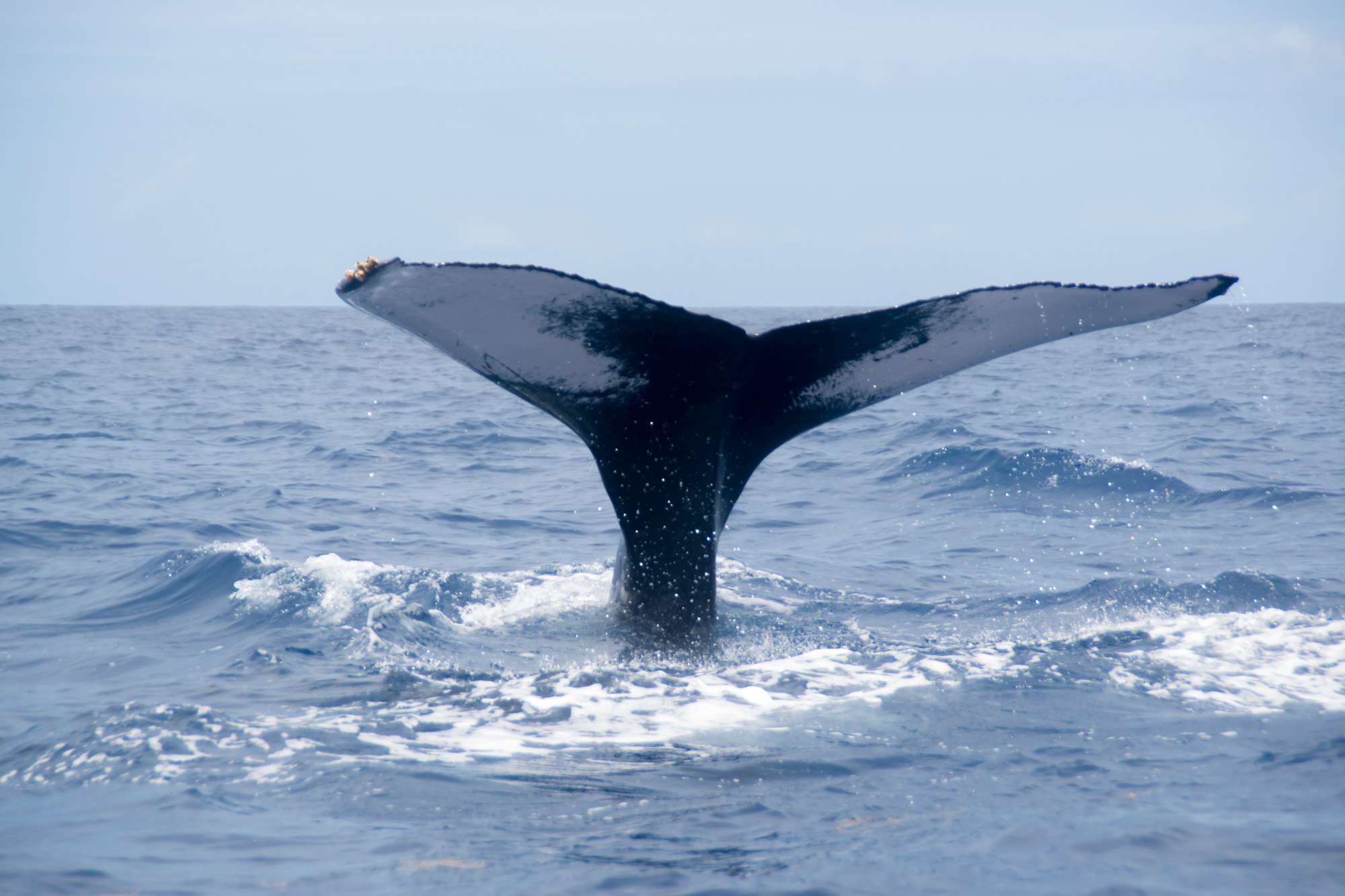observer-baleine-guadeloupe-sortie-mer-9