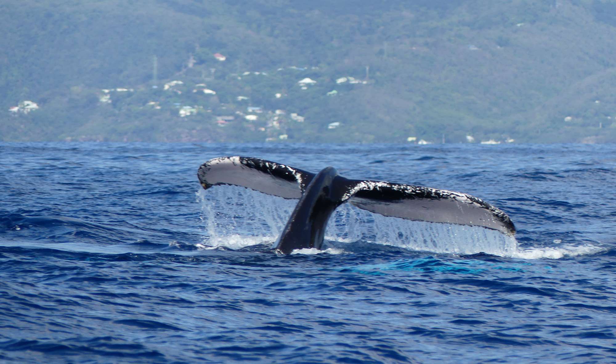 voir-baleines-guadeloupe-01