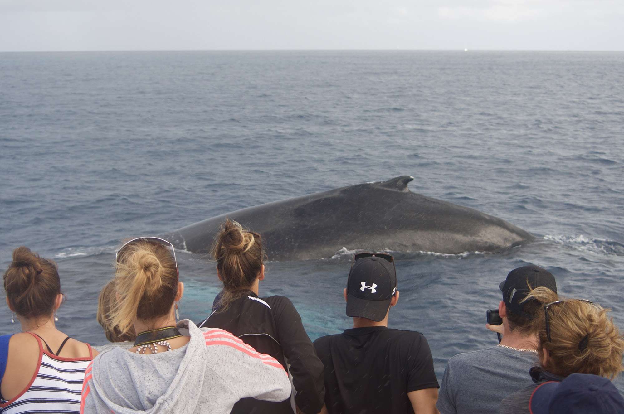 Les animaux, quand ils le souhaitent, s'approchent très près du bateau...