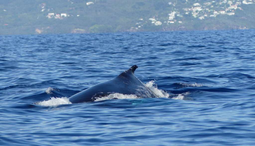 see-Whales-Guadeloupe-05