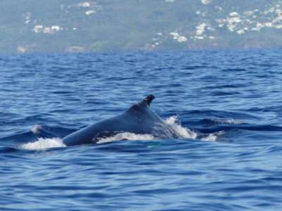 see-Whales-Guadeloupe-05