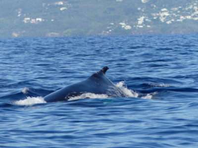 ver- Ballenas-Guadalupe-05