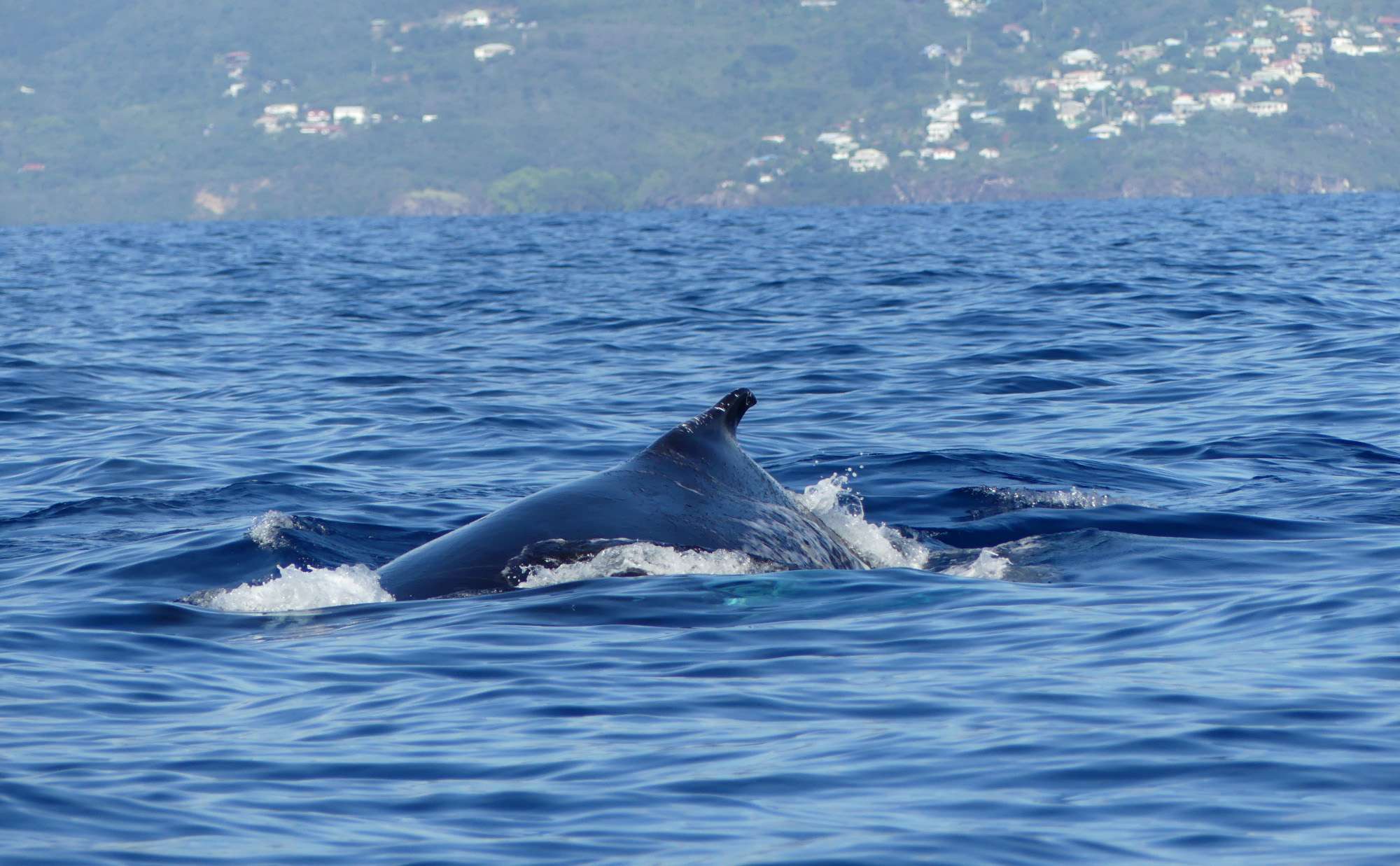 see-Whales-Guadeloupe-05