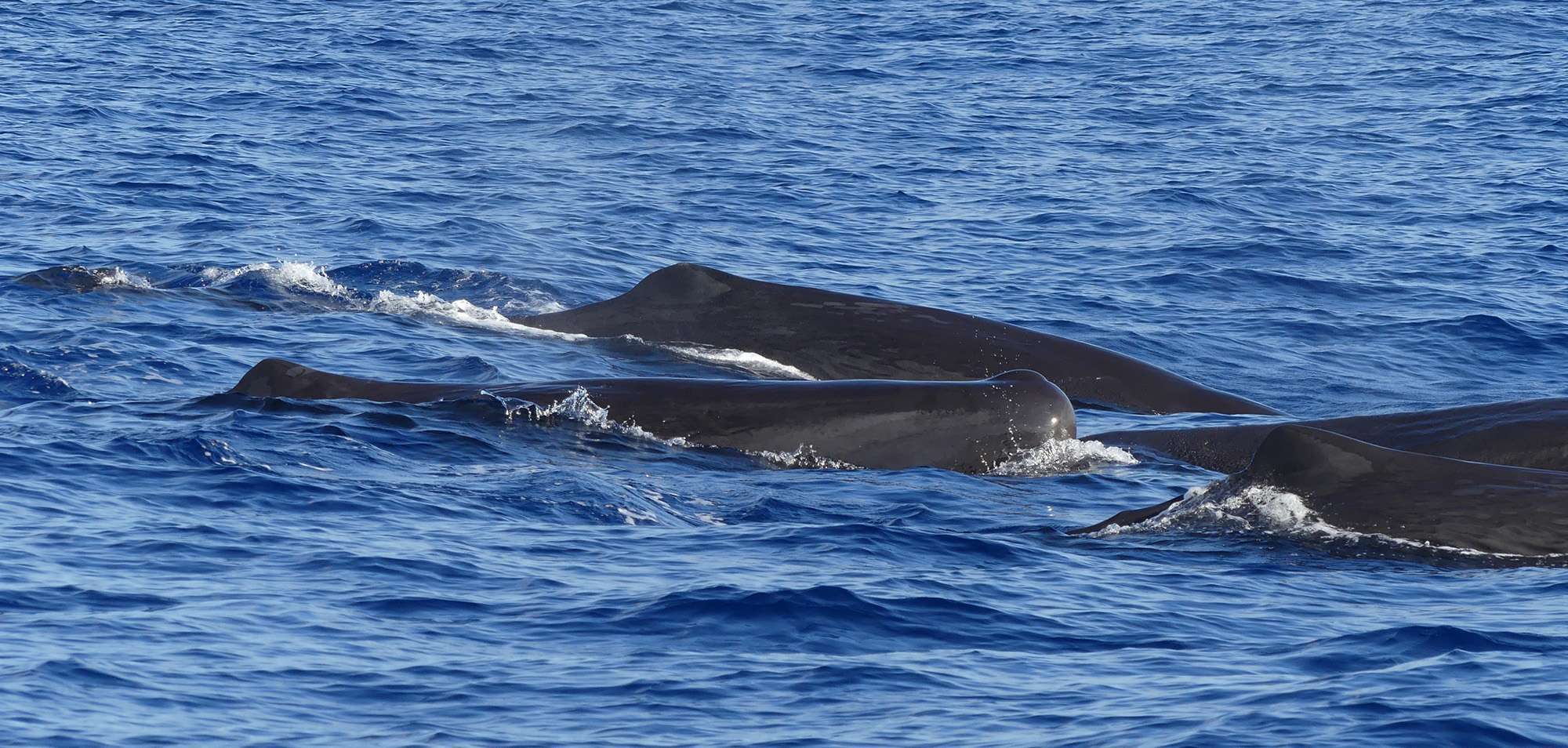 sperm whales-guadeloupe_01