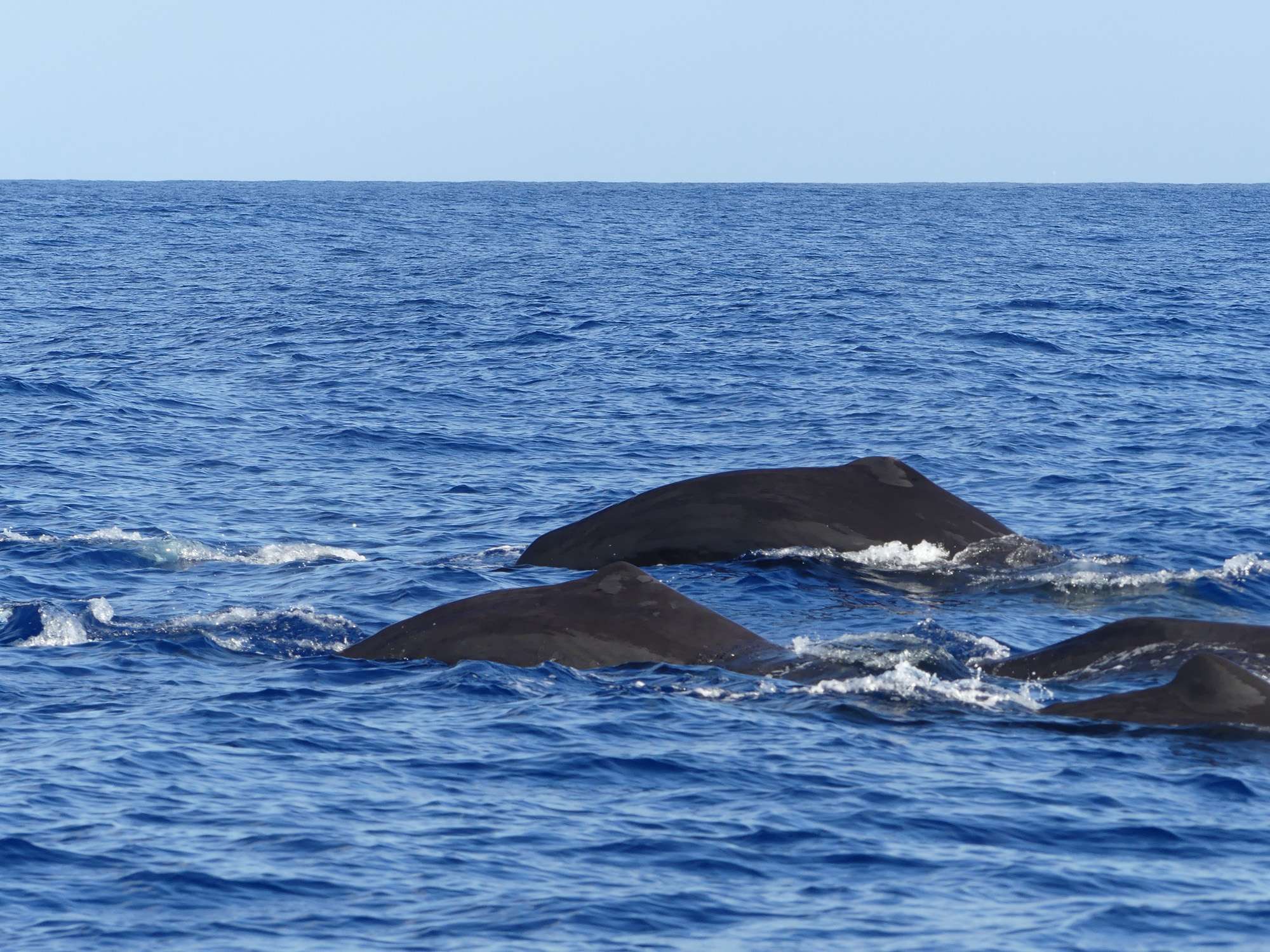 sperm whales-guadeloupe_02