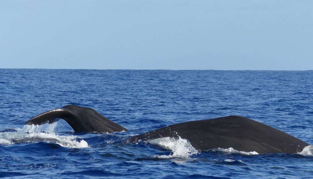 When they want to, the animals come very close to the boat...