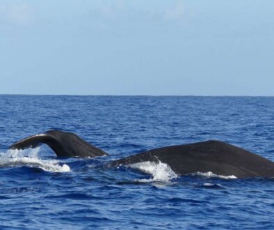 When they want to, the animals come very close to the boat...