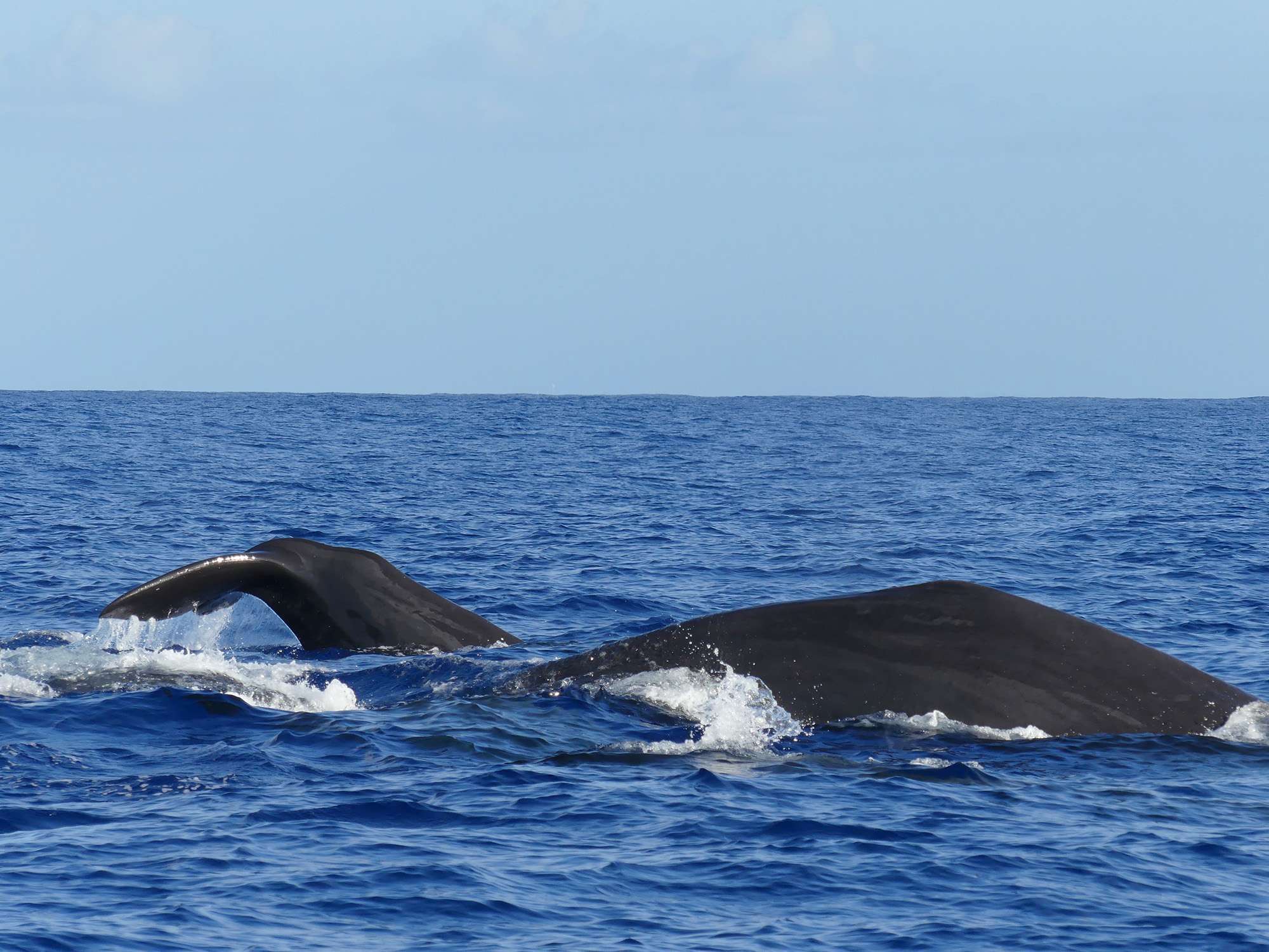 Los animales, cuando lo desean, s'se acercan muy cerca del barco .