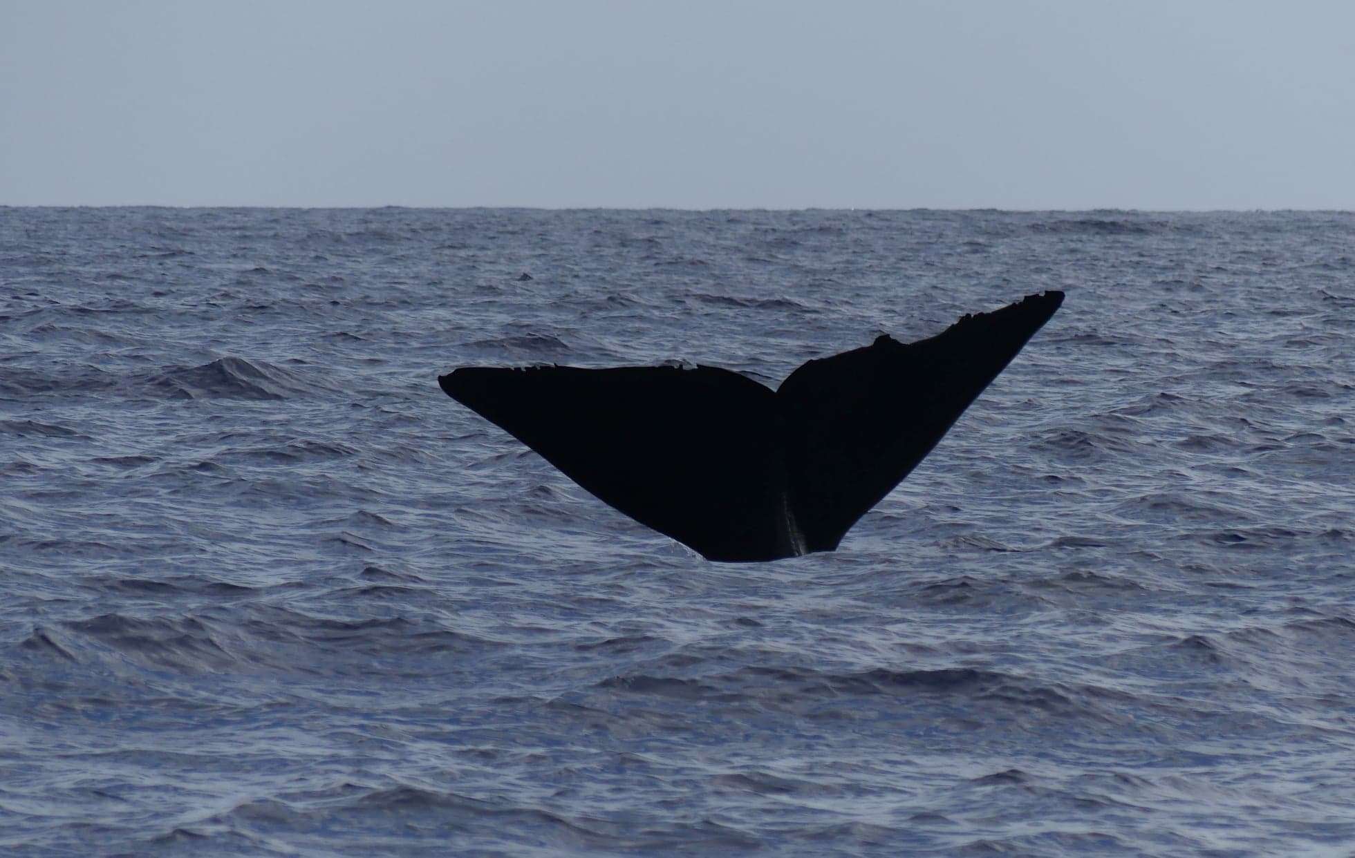 sperm whales-guadeloupe_04