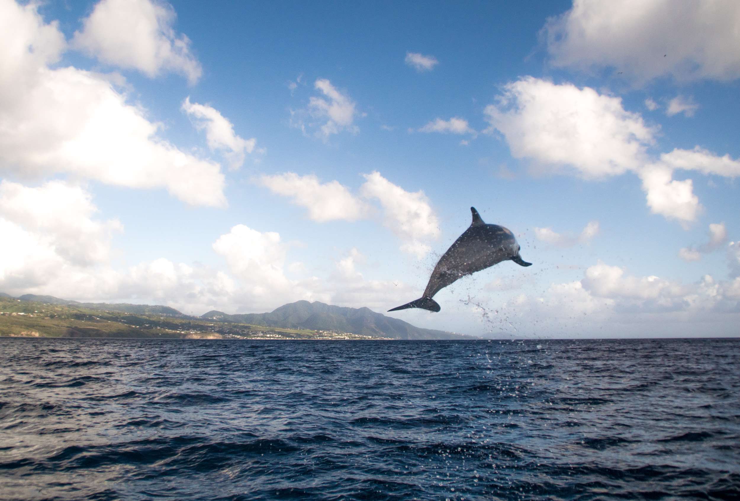 observación_de_delfines_25