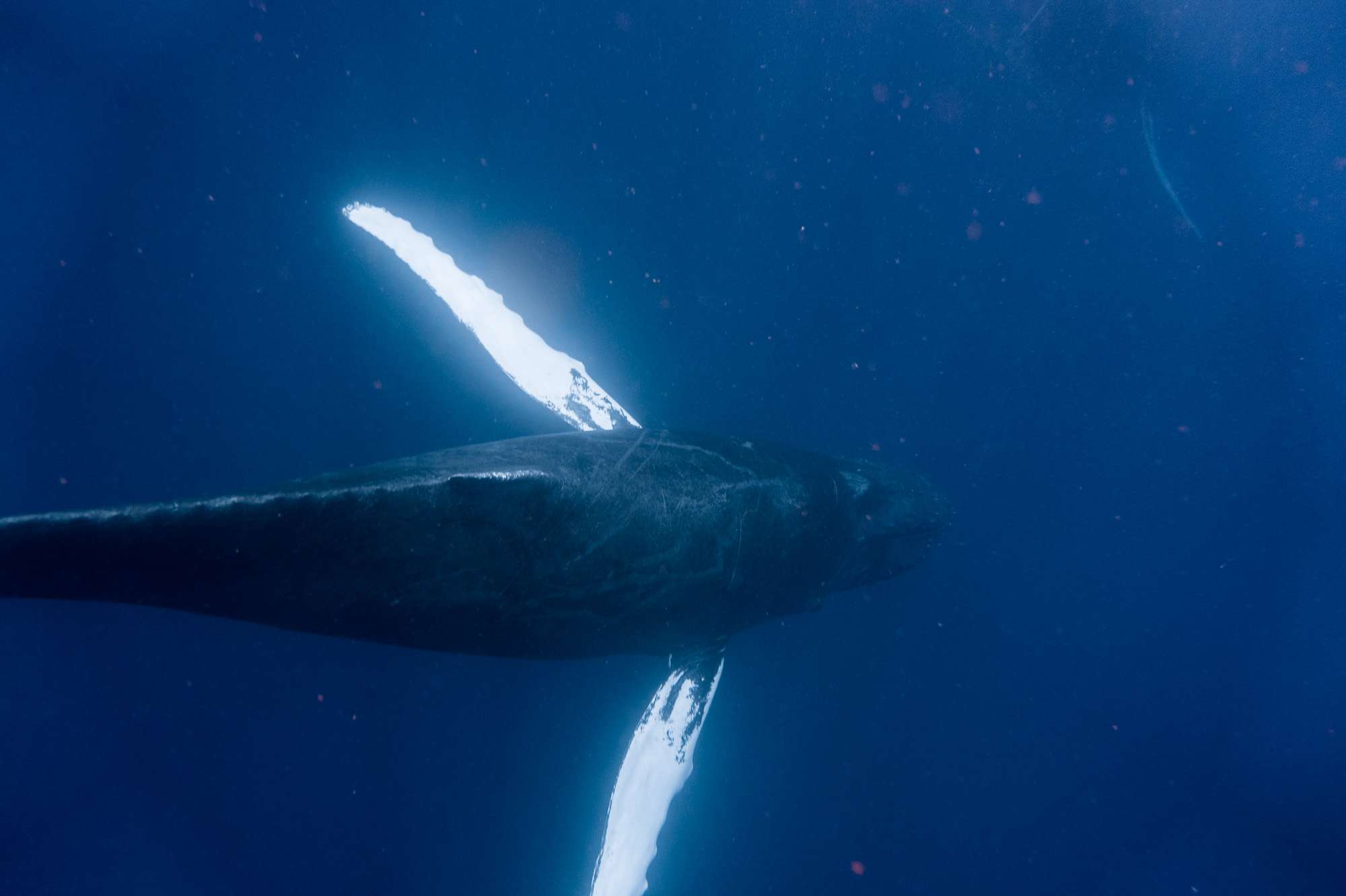 observación de ballenas-guadalupe-deshaies-2