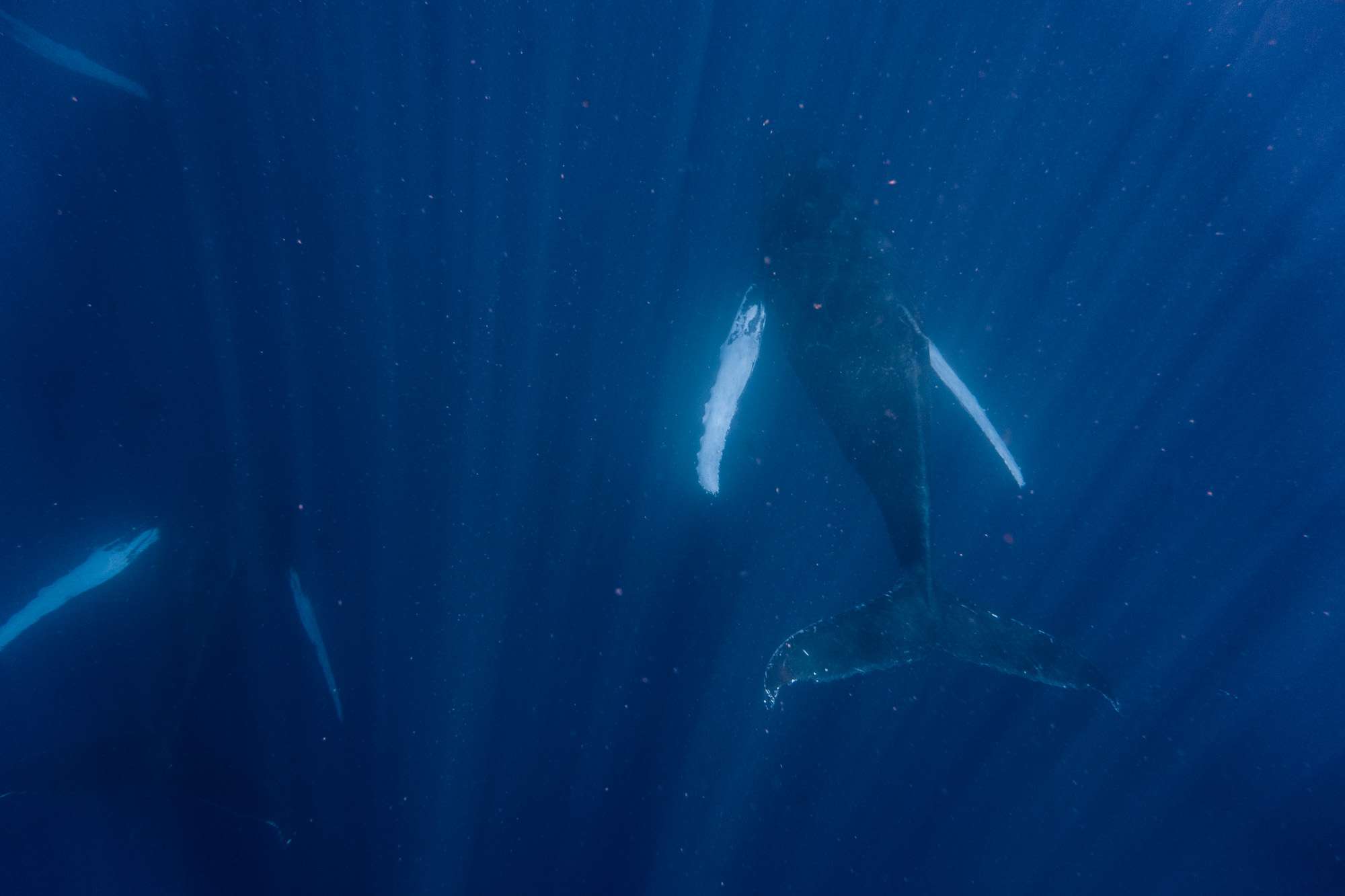 observación de ballenas-guadalupe-deshaies-3