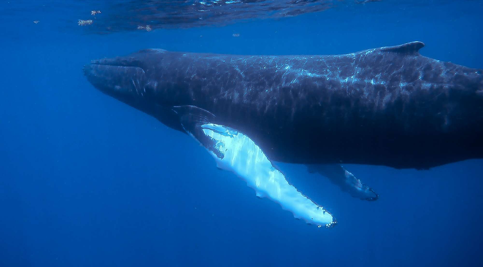 observación de ballenas-guadalupe-deshaies-4