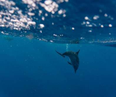 observación de ballenas-guadalupe-deshaies-6