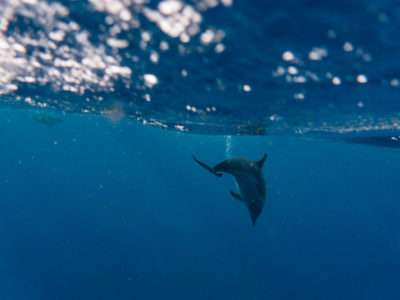 whale-watching-guadeloupe-deshaies-6