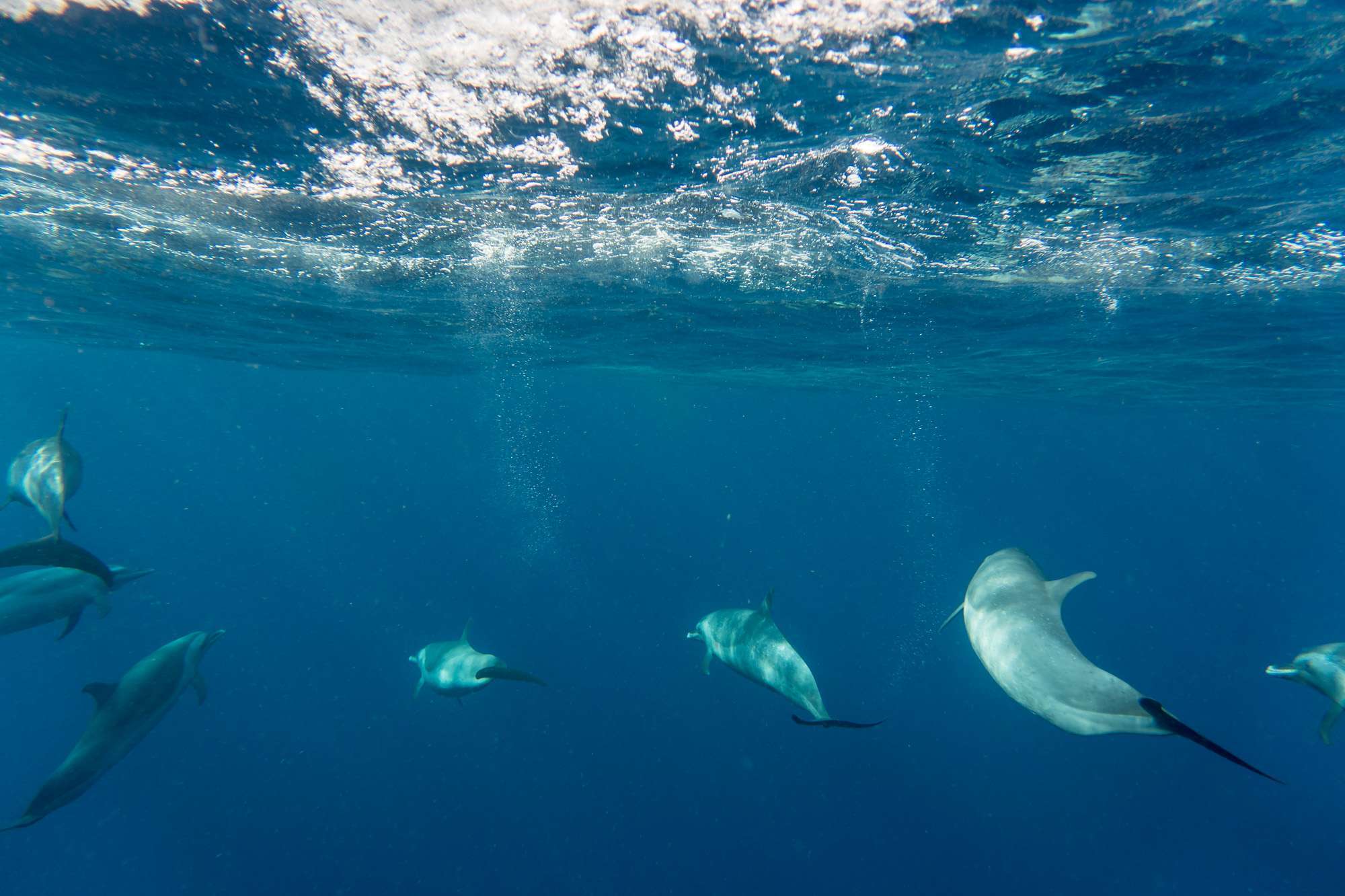observación de ballenas-guadalupe-deshaies-7