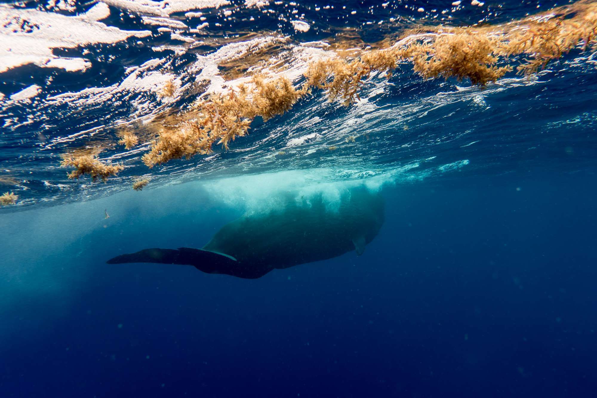 observe-sperm whales-guadeloupe-deshaies-1