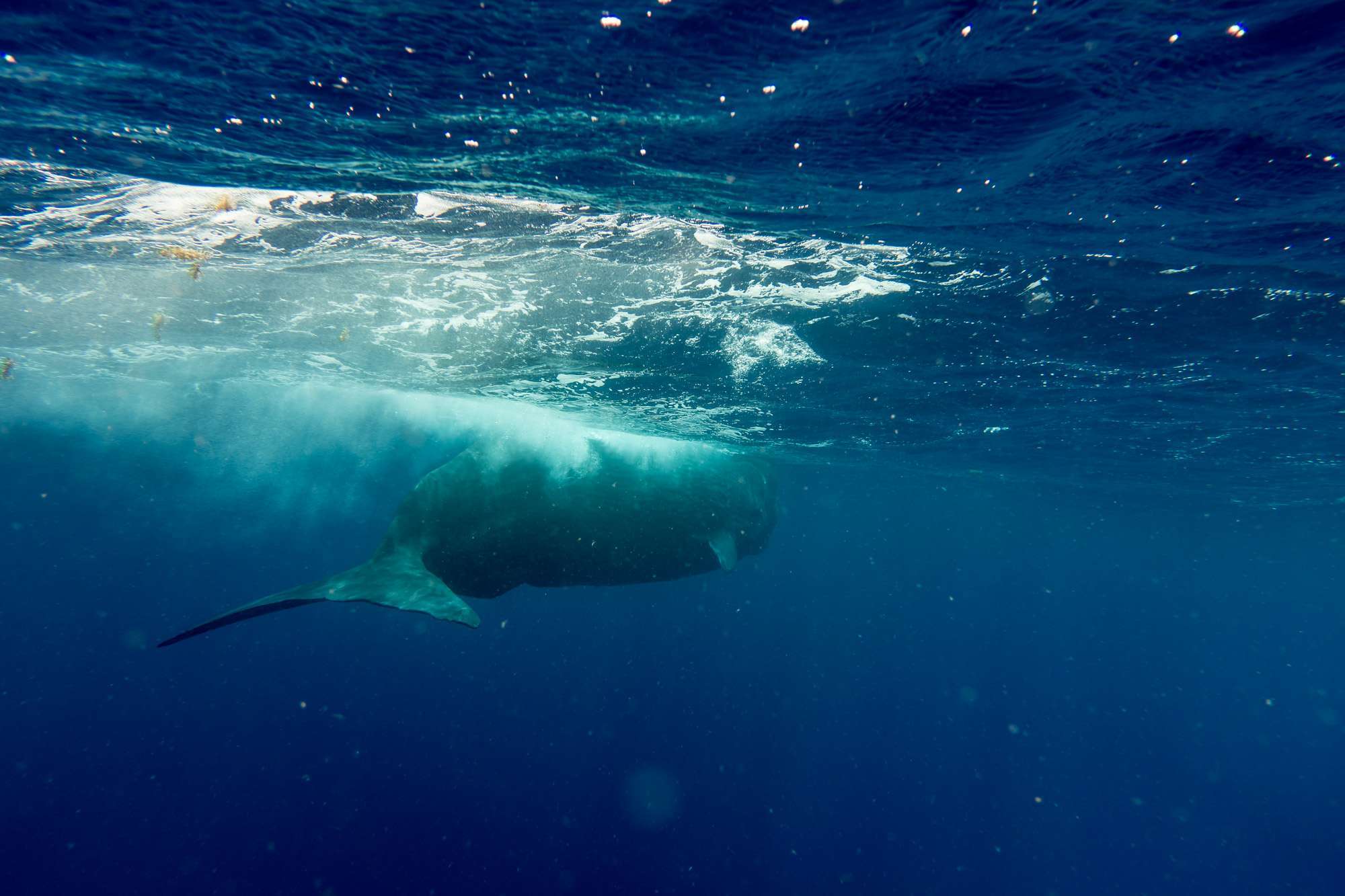 observe-sperm whales-guadeloupe-deshaies-2