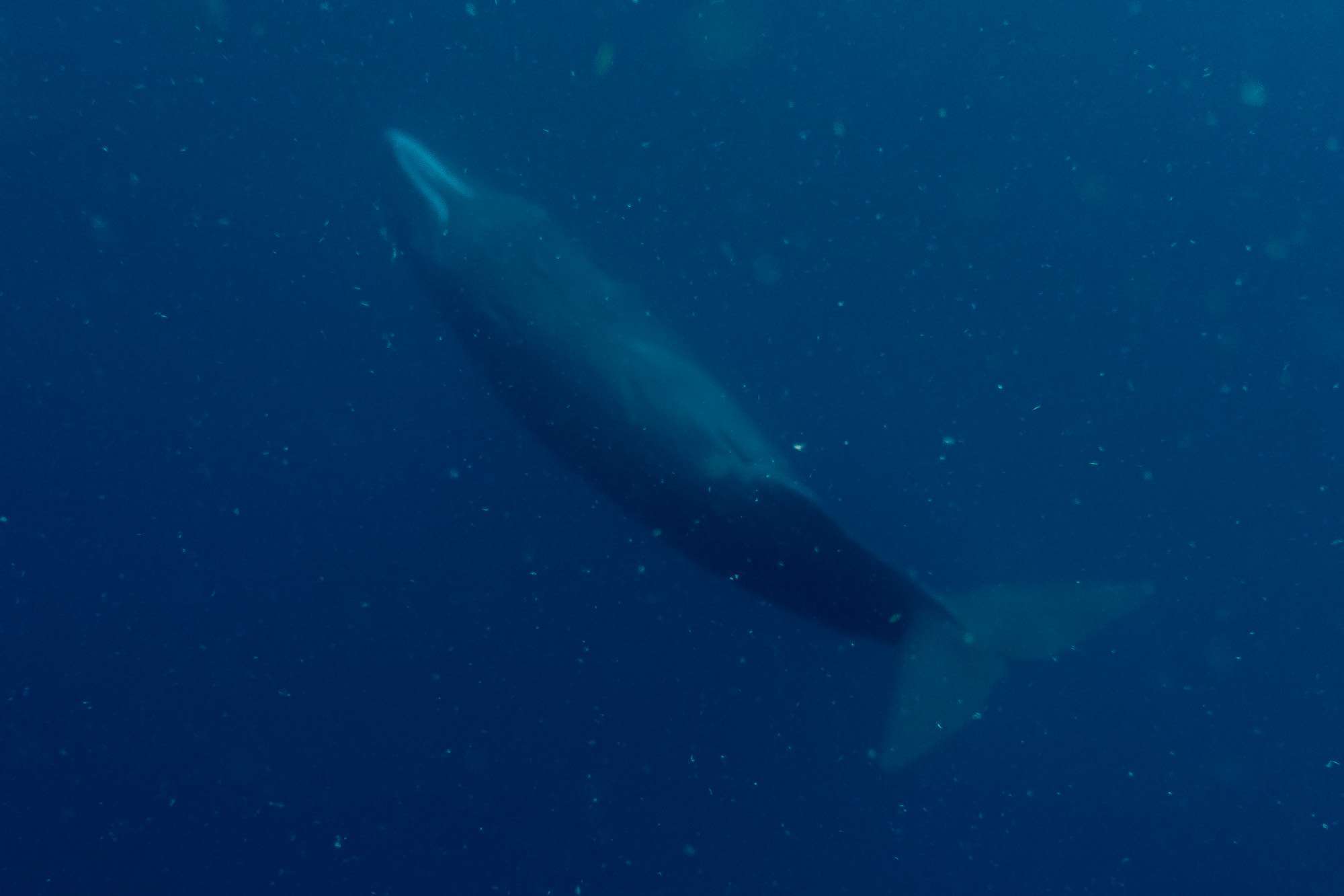 observe-sperm whales-guadeloupe-deshaies-3