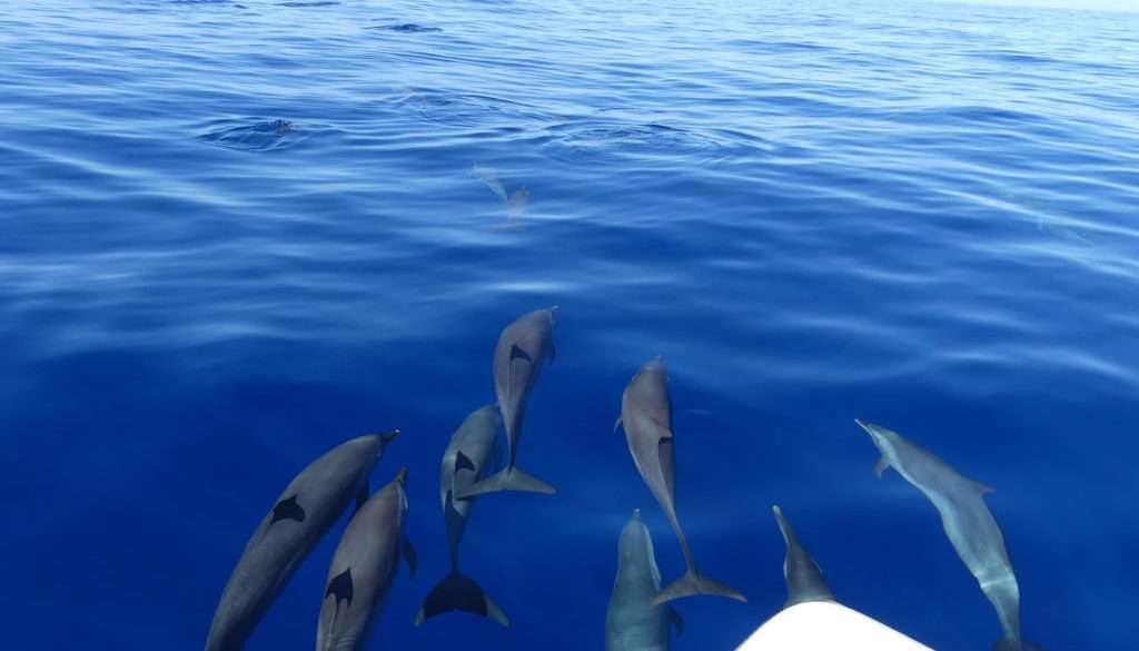 dolphin watching-guadeloupe-shelltone-1