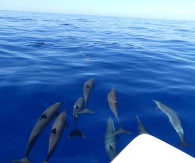 Excursion pour observer les dauphins depuis un bateau