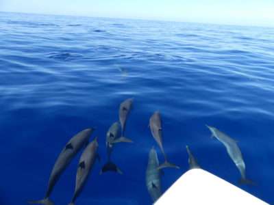 Excursion pour observer les dauphins depuis un bateau