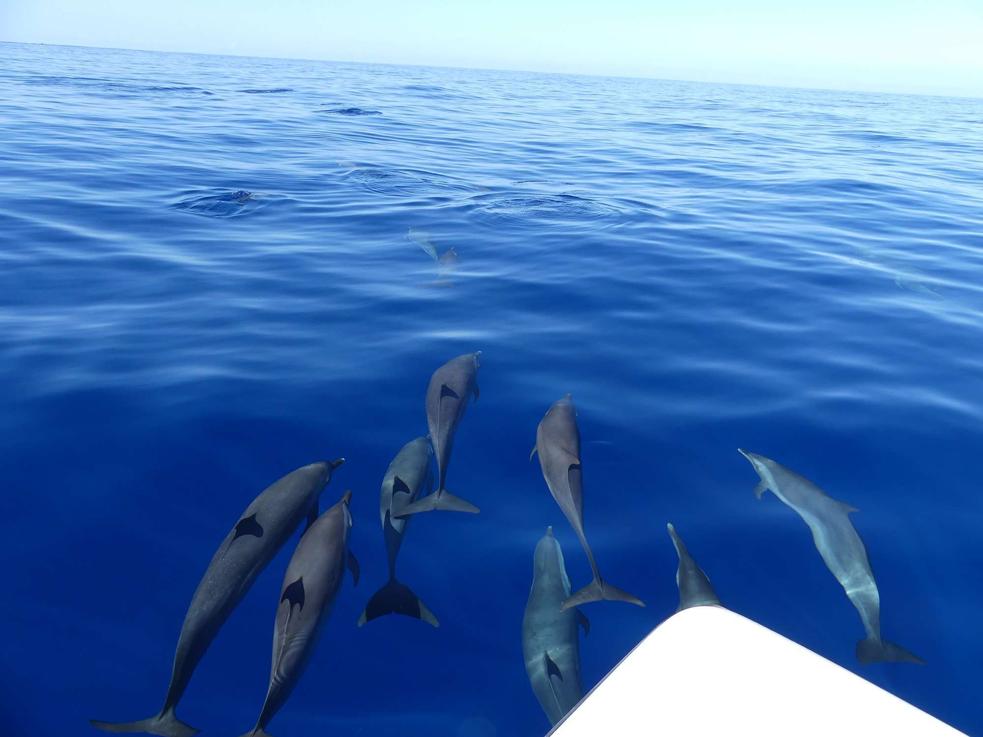 Excursion pour observer les dauphins depuis un bateau