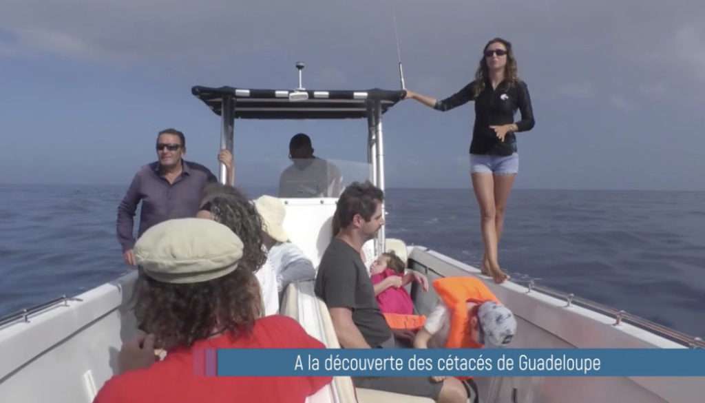 reportage-tv-shelltone-1